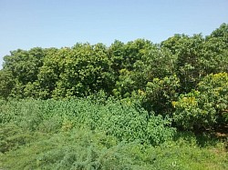 Verger bord Lac Madarounfa