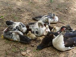 Canards au bord Lac Madarounfa