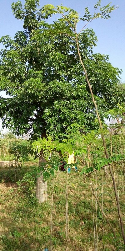 Henguin Nessa Plants Moringa