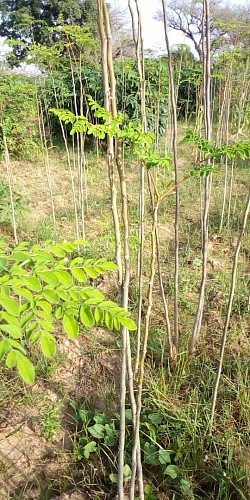 Moringa dans périmètre irrigué Angoual-Mata