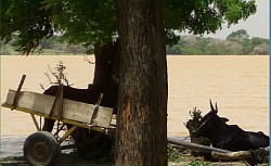 Lac Madarounfa_Maradi_Niger