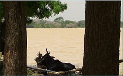 Lac Madarounfa_Maradi_Niger